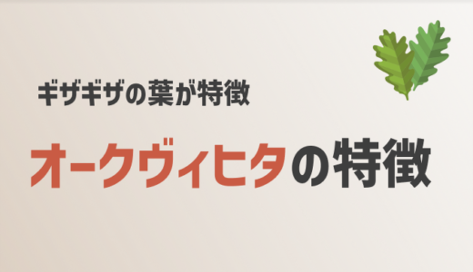 オークヴィヒタとは？魅力や効果を解説【ギザギザの葉っぱが特徴】