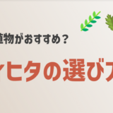 ヴィヒタの選び方に迷ったらこれを見れば安心【オーク・白樺・ユーカリ】