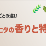 【これで迷わない】ヴィヒタの香りを植物の特徴ごとに紹介